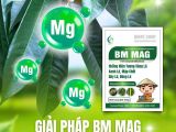 Giải Pháp BM MAG – Bổ Sung Magie Cho Sầu Riêng Xanh Lá, Mập Chồi, Dày Lá