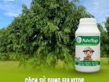 CÁCH SỬ DỤNG FULVITOP – GIẢI PHÁP GIÚP CÂY KHỎE, PHỤC HỒI NHANH SAU MƯA VÀ SAU THU HOẠCH