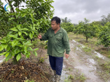 Đầu Mùa Mưa, Nhà Vườn Cần Làm Gì Để Cây Không Tụt SứC