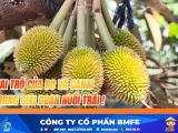 Kỹ Thuật Bổ Sung Canxi - Bo Cho Sầu Riêng: Chống Rụng, Tròn Trái
