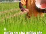 Những Sai Lầm Thường Gặp Khi Bón Phân Cho Ruộng Lúa