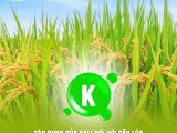 Tác dụng của Kali (K) đối với cây lúa: Bí quyết cho vụ mùa bội thu và hạt gạo chất lượng