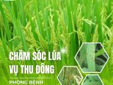 Chăm Sóc Lúa Vụ Thu Đông – Giải Pháp Phòng Bệnh Đạo Ôn Đầu Vụ Hiệu Quả