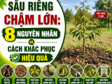 Sầu riêng chậm lớn: 8 nguyên nhân và cách khắc phục hiệu quả