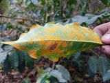 កាហ្វេ – ជំងឺកាំបោរដោយ Hemileia: ផលប៉ះពាល់ និងបច្ចេកទេសគ្រប់គ្រង