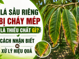 Lá sầu riêng bị cháy mép là thiếu chất gì? Cách nhận biết và xử lý