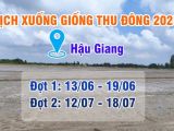 Bản Tin Nông Vụ 27/06/2025 – Cập Nhật Xuống Giống Lúa Thu Đông Tại Huyện Vị Thủy, Hậu Giang