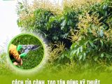 Cách Tỉa Cành, Tạo Tán Đúng Kỹ Thuật Giúp Nhãn Ra Hoa Đồng Đều, Tăng Năng Suất