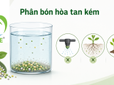 Độ Hòa Tan Phân Bón Ảnh Hưởng Gì Đến Cây?