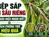 Rệp sáp hại sầu riêng: Dấu hiệu nhận biết và cách phòng trừ hiệu quả