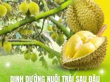 Dinh Dưỡng Nuôi Trái Sau Đậu – Giải Pháp Tránh Rụng Trái Non Ở Cây Sầu Riêng
