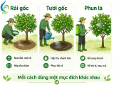 Bón Phân Rải Gốc, Tưới Gốc Hay Phun Lá Tốt Hơn?