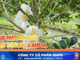 Giải Pháp Ngăn Ngừa Mít Bị Nám Da – Bí Quyết Giữ Trái Sáng Đẹp, Chuẩn Mít Nhất