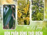 Kỹ Thuật Bón Phân Đúng Thời Điểm Cho Cây Sầu Riêng – Bí Quyết Năng Suất Cao