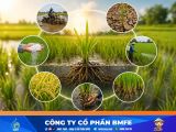 Cách hạ phèn cho lúa mùa mưa vụ Hè Thu hiệu quả nhất