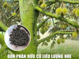 Bí Quyết Bón Phân Hữu Cơ Nuôi Trái Sầu Riêng: Giúp Trái Lớn Nhanh, Xanh Gai, Không Sượng
