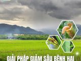 Giải Pháp Giảm Sâu Bệnh Hại Cho Cây Lúa Trong Mùa Mưa