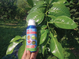 ការស្តារឡើងវិញដើមឈើបន្ទាប់ពីការប្រមូលផល | លំនាំបច្ចេកទេសសម្រាប់ដើមផ្លែស្រួយ (ភាគទី 2)