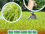 Quy Trình Canh Tác Lúa Đạt Năng Suất Cao Theo Từng Vụ: Bí Quyết Từ Chuyên Gia