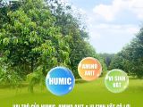 Vai trò của Humic, Amino Axit & Vi sinh vật có lợi trong giai đoạn phục hồi sầu riêng