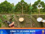 Kỹ thuật tỉa cành tạo tán cho mít và xử lý vết thương