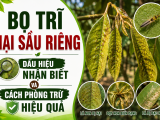 Bọ trĩ hại sầu riêng: Dấu hiệu nhận biết và cách phòng trừ hiệu quả