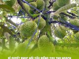 Bí Quyết Phục Hồi Sầu Riêng Sau Thu Hoạch Giúp Cây Nhanh Hồi Sức Và Ra Hoa Ổn Định
