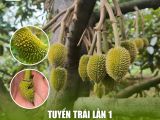 Tuyển Trái Sầu Riêng Lần 1: Nghệ Thuật 