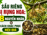 Sầu riêng bị rụng hoa: 8 nguyên nhân và cách khắc phục hiệu quả