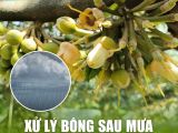 Bí Quyết Xử Lý Bông Sầu Riêng Sau Mưa Trong Giai Đoạn Xổ Nhụy