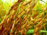 ជំងឺពងស្រូវលឿងលិច៖ វិធីការពារការបាត់បង់ផលចំរូងទាំងស្រុងបន្ទាប់ពីស្រូវវាលស្លឹក