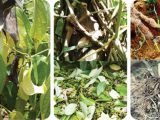 ម្រេចខ្មៅ – ជំងឺស្លាប់លឿន (រលួយឫសដោយសារពាង្ស PHYTOPHTHORA): សញ្ញា និងវិធានការជួយសង្រ្គោះ