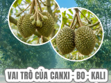 Bí Quyết Nuôi Trái Sầu Riêng Lớn Nhanh, Đẹp Màu: Vai Trò Của Canxi - Bo - Kali