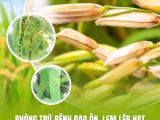 Giải Pháp Sinh Học Phòng Trừ Bệnh Đạo Ôn và Lem Lép Hạt An Toàn, Hiệu Quả