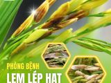 Phòng Bệnh Lem Lép Hạt Trên Cây Lúa – Giải Pháp Bảo Vệ Năng Suất
