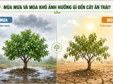 Mùa Mưa Và Mùa Khô Ảnh Hưởng Gì Đến Cây?
