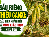 Sầu riêng thiếu Canxi: Dấu hiệu nhận biết và cách khắc phục hiệu quả