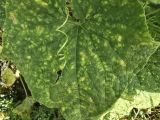 Bệnh Sương Mai (Late Blight) – Nguyên Nhân, Triệu Chứng và Cách Phòng Trừ Hiệu Quả