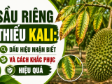Sầu riêng thiếu Kali: Dấu hiệu nhận biết và cách khắc phục hiệu quả