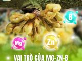Vai Trò Của Mg – Zn – B Trong Việc Hình Thành Mầm Hoa Ở Cây Sầu Riêng