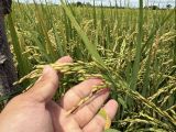 Thời Điểm Phun Ngừa Bệnh Lem Lép Hạt Trên Lúa Hiệu Quả Nhất