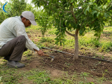 Đất Ẩm Lâu Làm Rễ Ngộp: Cách Cải Tạo Vùng Rễ Cây Ăn Trái