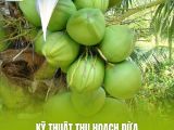 Kỹ Thuật Thu Hoạch Dừa: Khi Nào Là Lúc “Chín” Để Hái Dừa, Tránh Thất Thoát Và Hư Hỏng?