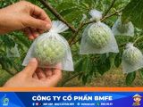 Kỹ thuật chăm sóc cây na giai đoạn đậu trái loại 1