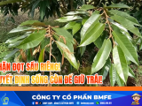 Chặn đọt sầu riêng, kỹ thuật chặn đọt sầu riêng.