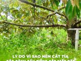 Bí Quyết Cắt Tỉa Cành Sầu Riêng Sát Mặt Đất – Giải Pháp Vàng Cho Vườn Khỏe, Trái Ngon