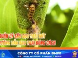 QUẢN LÝ SÂU ĐỤC TRÁI MÍT: CHẶN ĐỨNG TẤN CÔNG – HƯỚNG DẪN BAO TRÁI ĐÚNG CÁCH