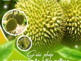 Giải Pháp Chạy Trái Sầu Riêng – Tăng Năng Suất, Chất Lượng Vượt Trội