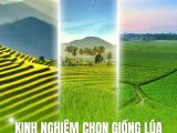 Kinh Nghiệm Chọn Giống Lúa Phù Hợp Từng Vùng Miền