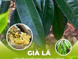 Già Lá – Yếu Tố Quyết Định Thành Công Khi Xử Lý Ra Hoa Sầu Riêng